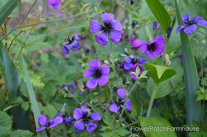 Dragon Heart hardy geranium aka cranesbill geranium