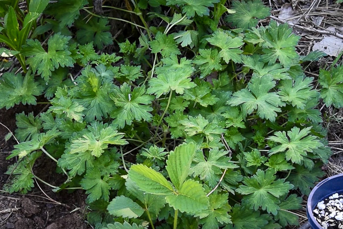 Rozanne hardy geranium in early Spring