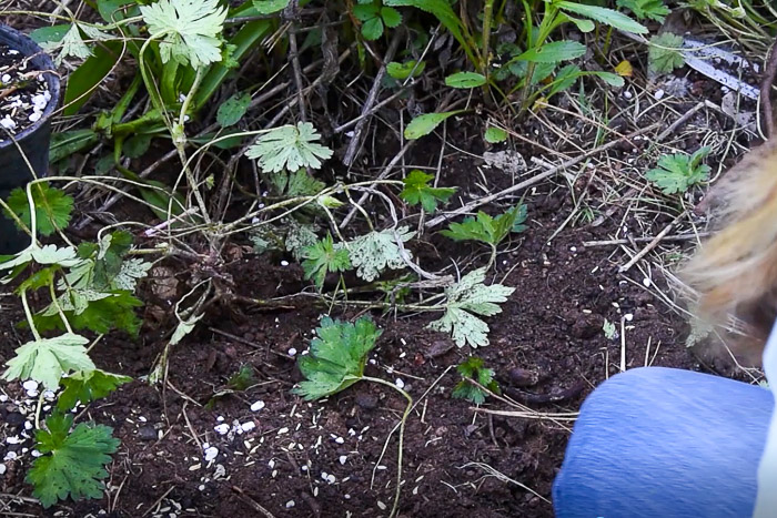 replant piece of hardy geranium back in ground