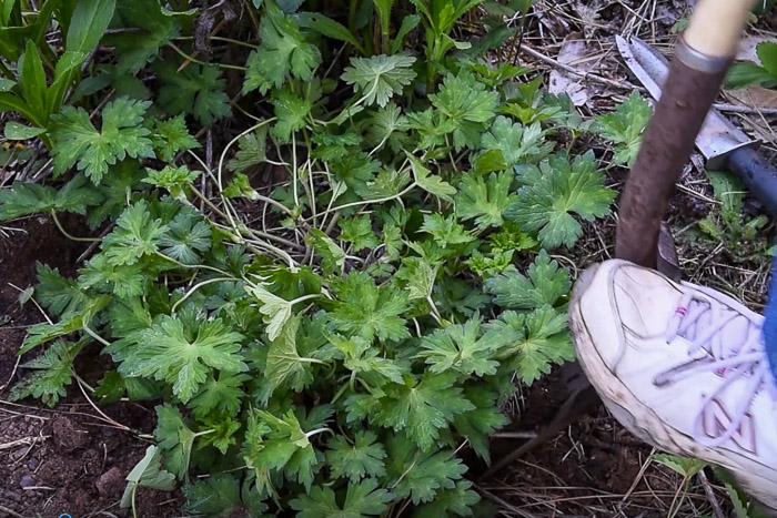 Digging up hardy geranium plant to divide