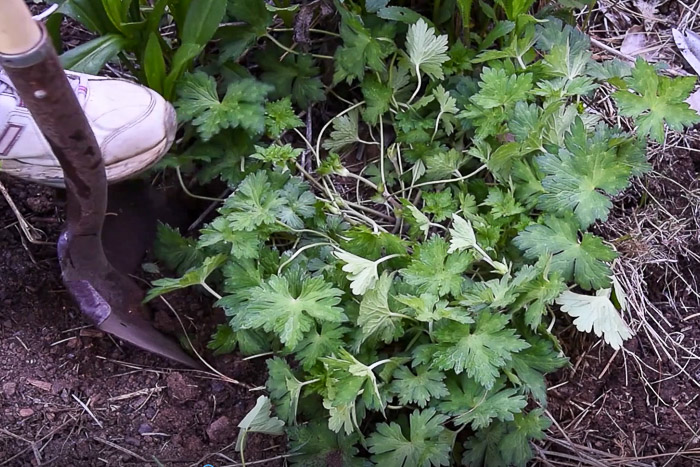 Digging around cranesbill geranium 