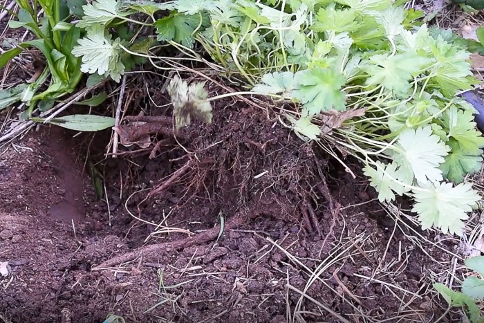 Lifting a rozanne geranium from the ground with a shovel