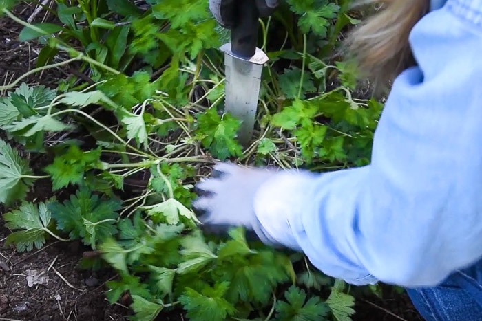 Use garden knife or sharp spade to divide clump of hardy geranium