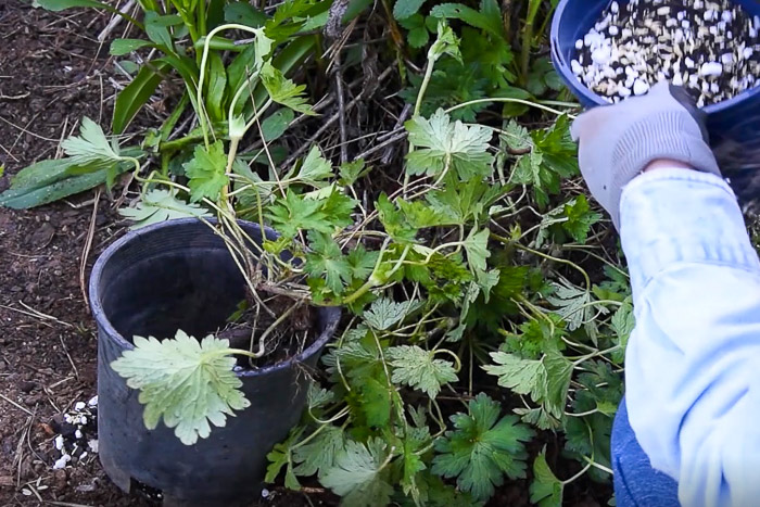 potting up root divisions of hardy geranium