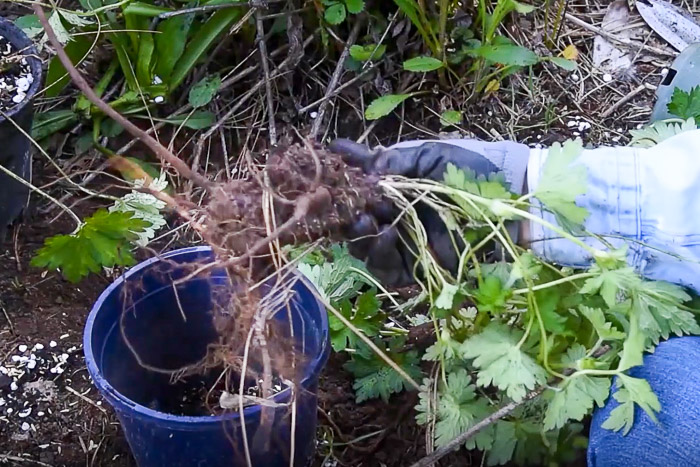 large root on hardy geranium division