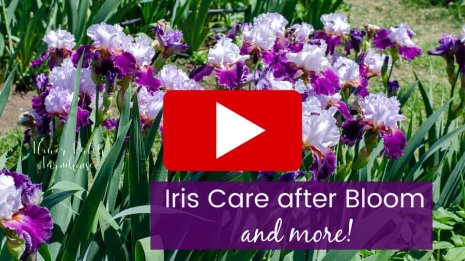Iris Care after Blooming Flower Patch Farmhouse