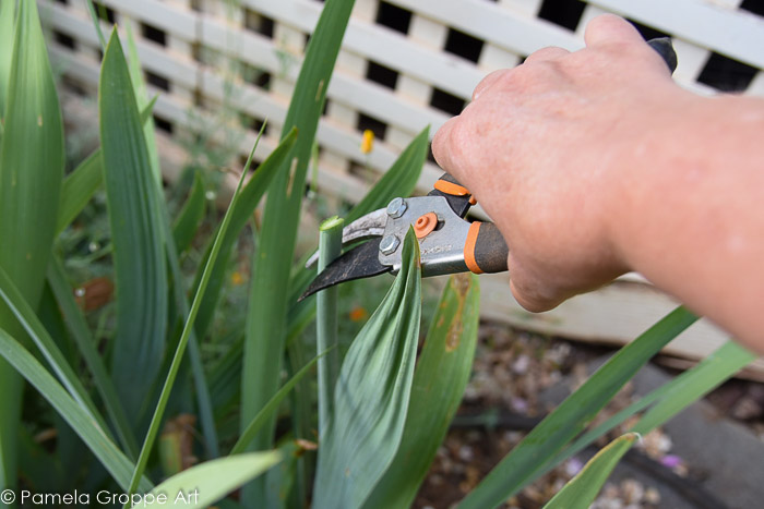 Iris stem being dead headed in increments