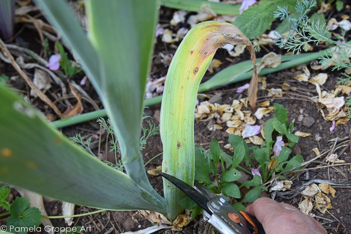 Iris care after bloom, removing yellowed, damaged or dried leaves.