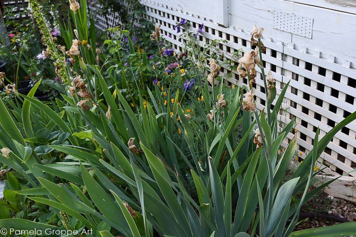 Bearded Iris that are done blooming