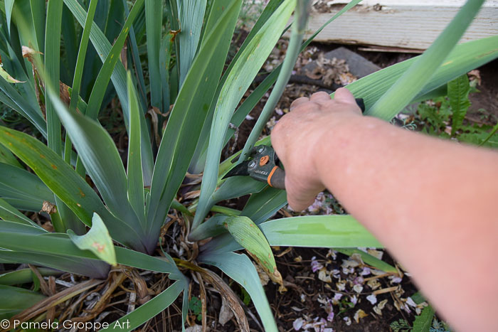 Pruning an Iris after bloom, stem base