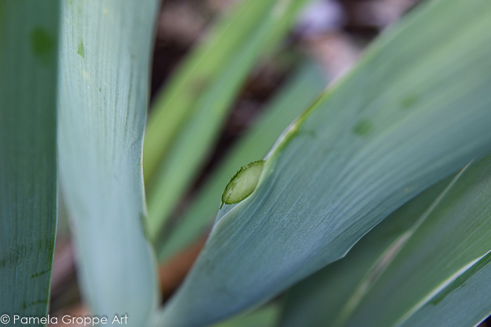 Iris stem cut at an angle during dead heading