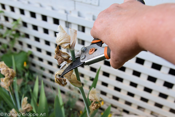 Cutting dead bloom off of Bearded Iris