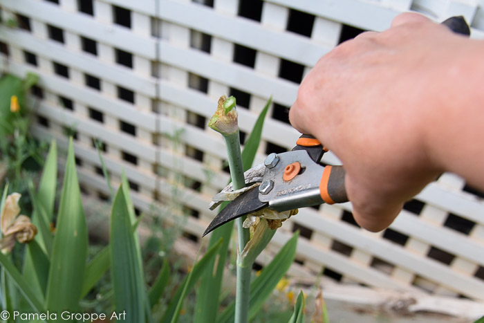 cutting down stem of bearded iris bloom