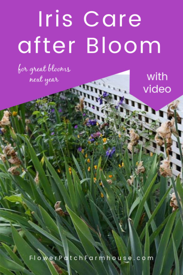 Photo of Iris after blooming with text overlay, Iris Care after Bloom, with video, Flower patch Farmhouse