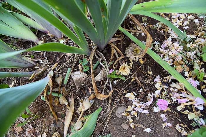 debris needing clean up at base of Iris