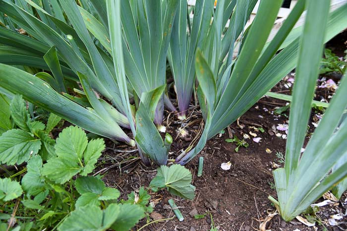 base of Iris cleaned up after flowering