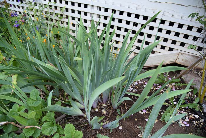 debris at base of Iris