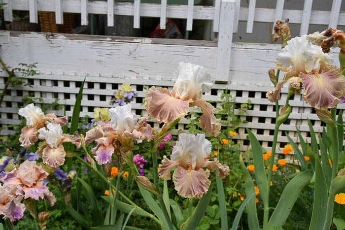 Bearded iris in bloom