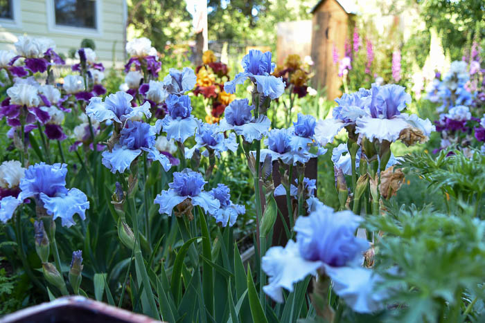 Blue Iris in the Secret Garden