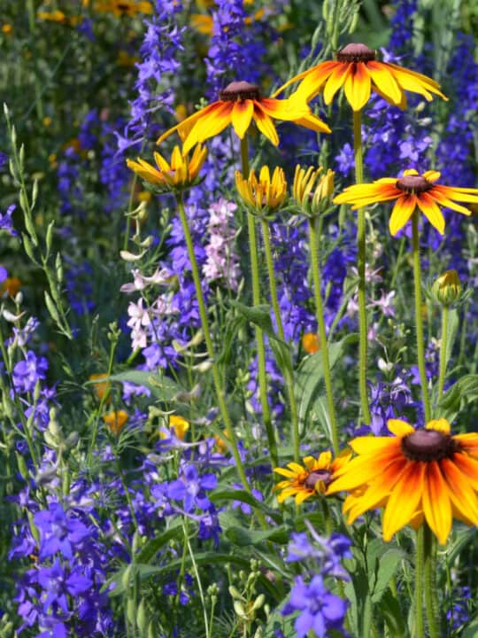 How to Grow Echinacea Flower Patch Farmhouse