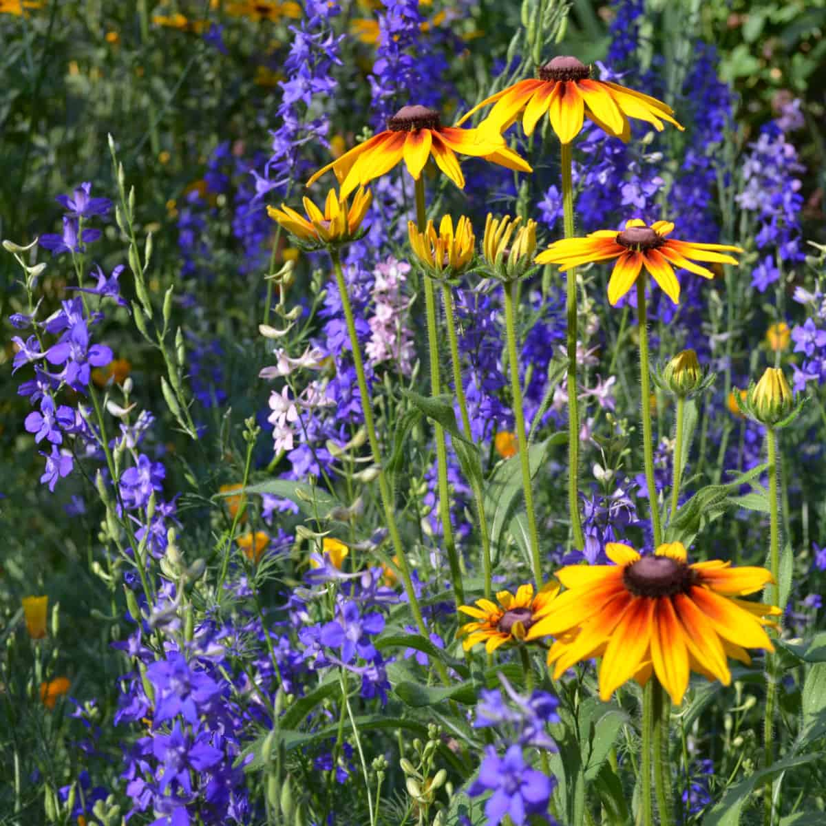 Deadhead flowers for a longer bloom time!