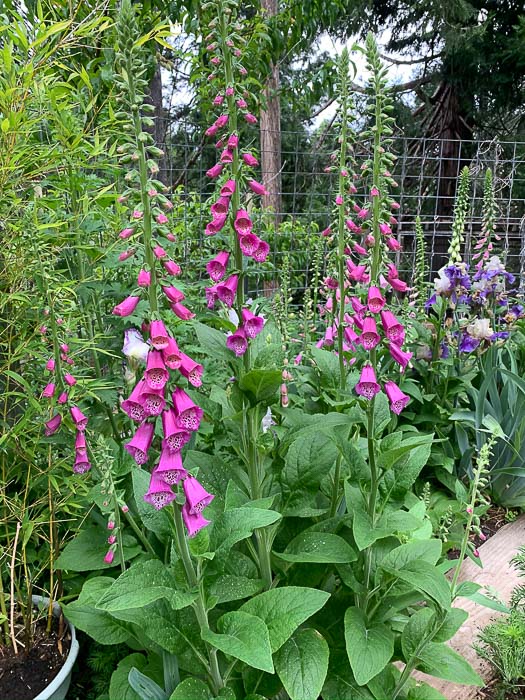 Purple foxgloves