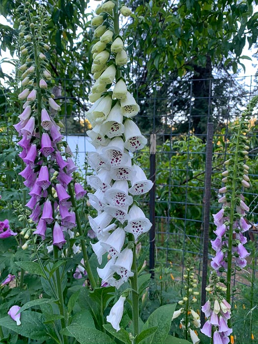 White and pink foxgloves growing at Flower Patch Farmhouse
