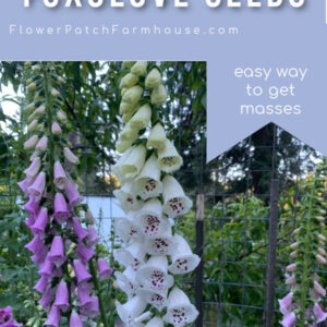 Foxgloves, purple and white in the garden, Flower Patch Farmhouse