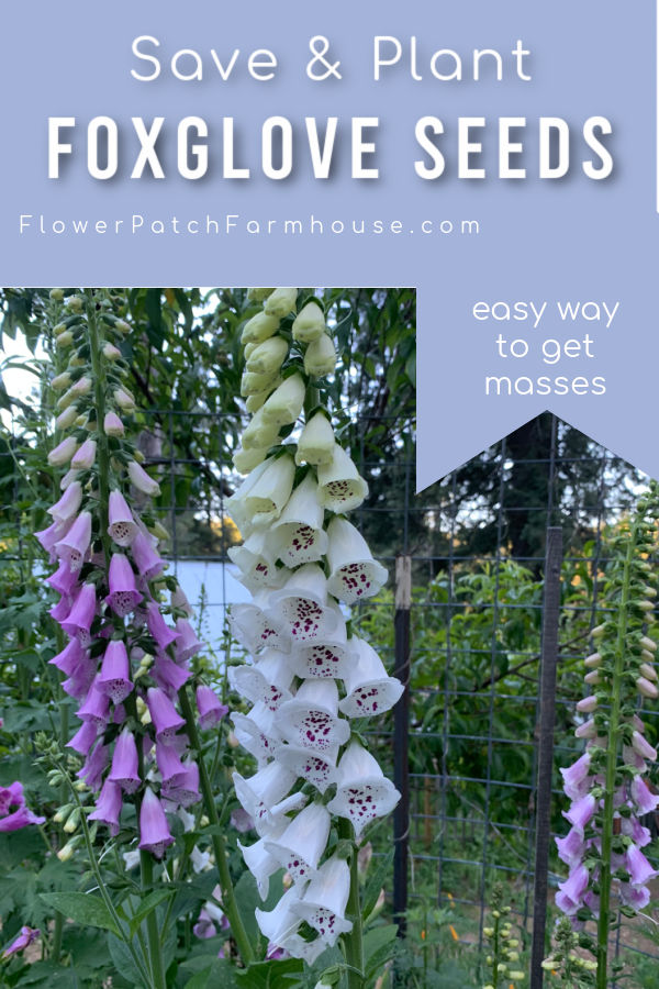 Foxgloves, purple and white in the garden, Flower Patch Farmhouse