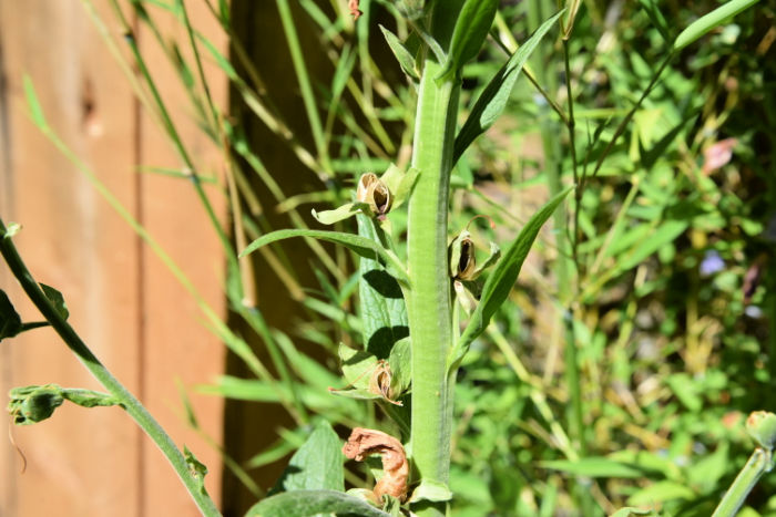 Foxglove seed pods ready to harvest