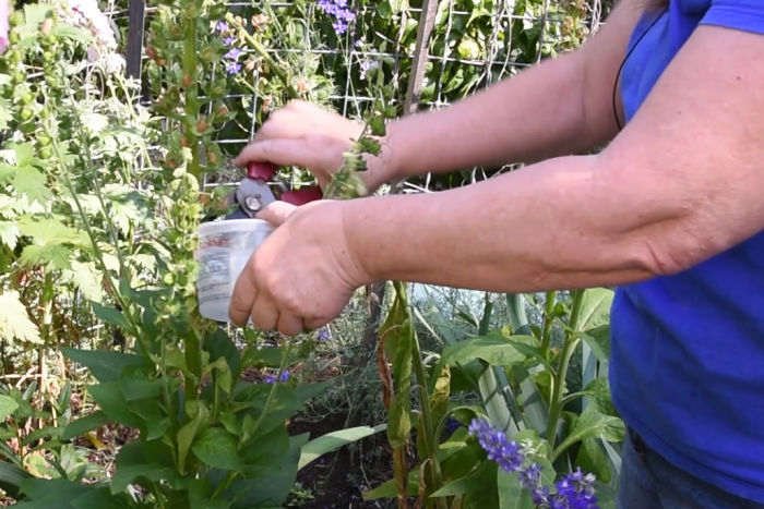 clipping foxglove seed head into a tub to collect seeds