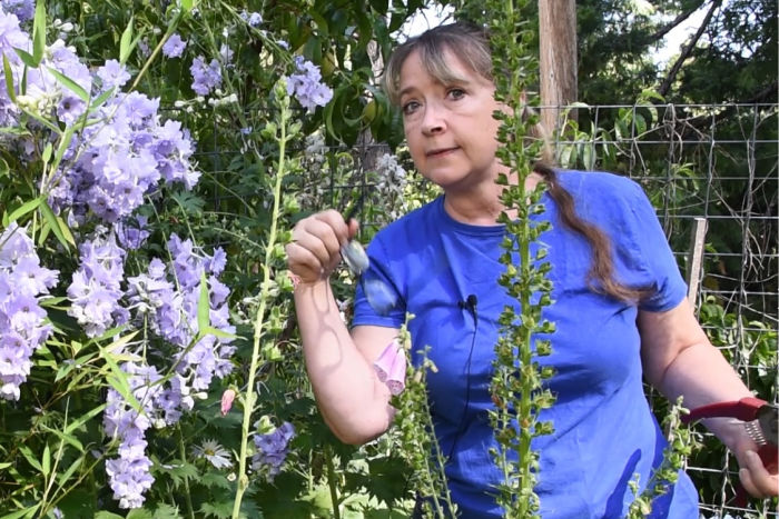 Pam at Flower Patch Farmhouse showing a foxglove ready to collect seeds from