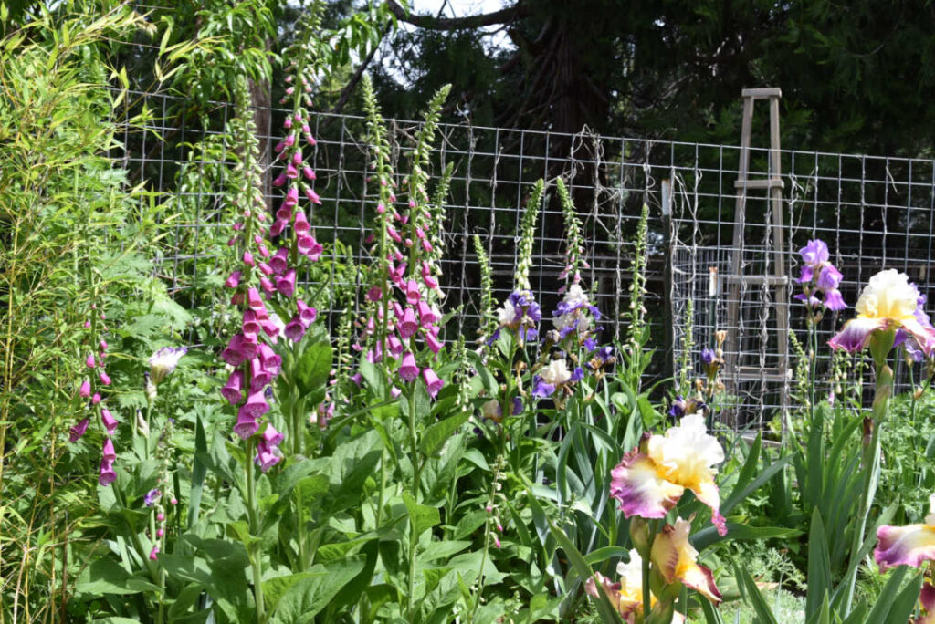 foxgloves in flower garden with iris