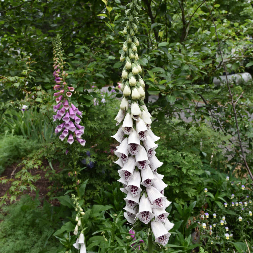 foxgloves in garden, flower patch farmhouse, how to save seeds from foxgloves