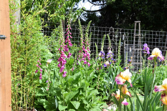 foxgloves in spring at Flower Patch Farmhouse
