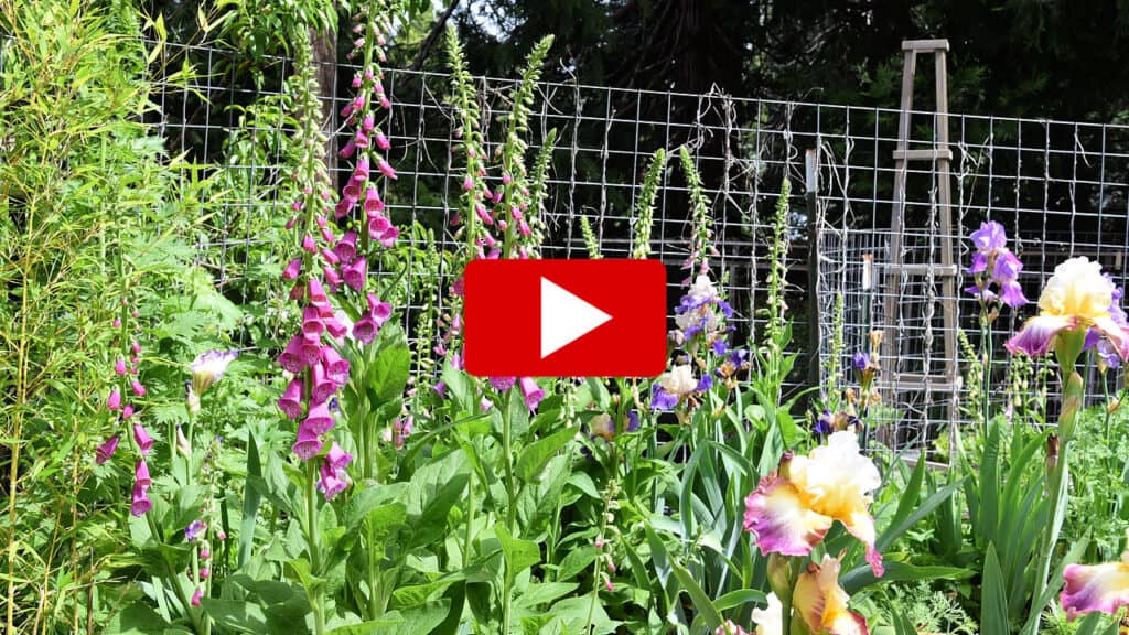 foxglove flowers plants with youtube watch arrow overlay