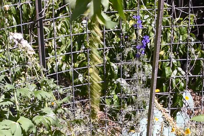 foxglove stalk being shaken for seeds to fall 