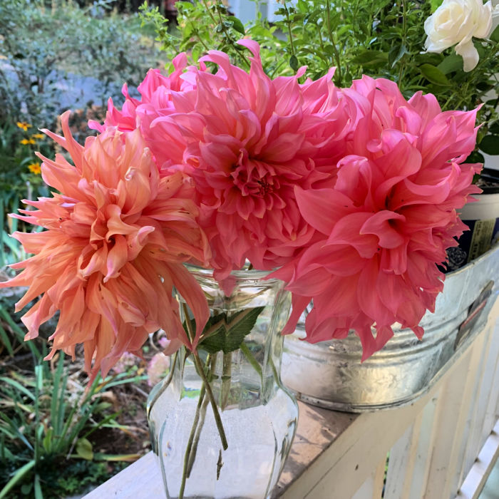 Dahlias grown in containers in a bouquet