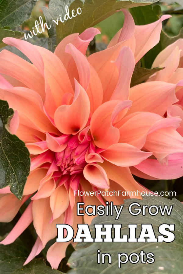 Labyrinth dahlia with text overlay, Easily grow Dahlias in pots