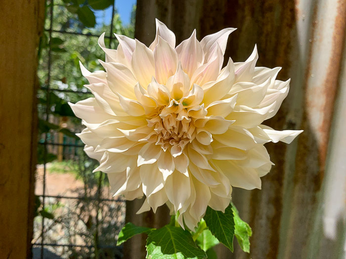 Cafe au Lait Dahlia in Secret Garden planted in a pot