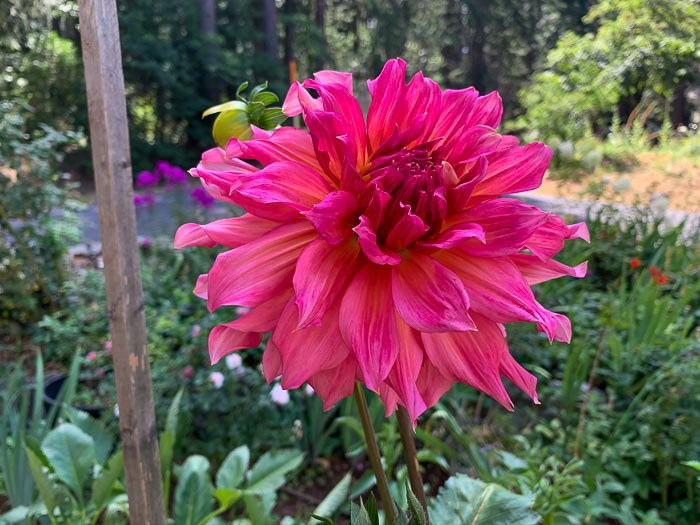 Dahlia Islander planté dans un conteneur