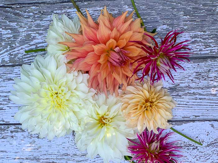 flat lay of an array of Dahlias grown in containers