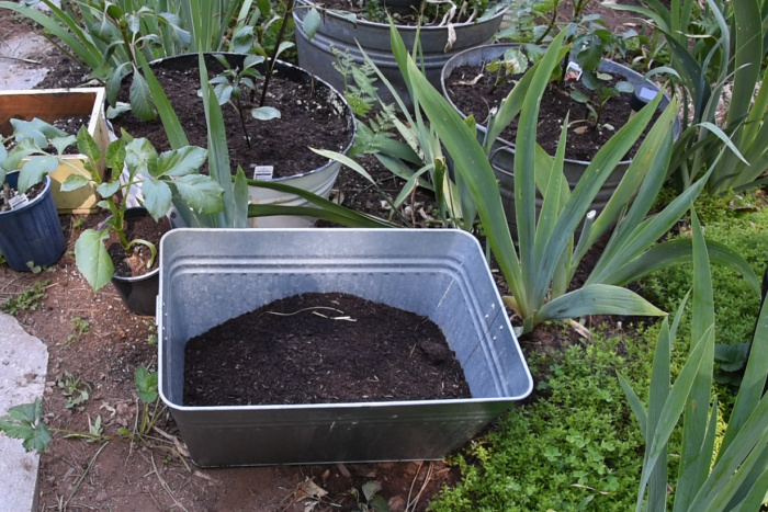 potting soil in container for Dahlias