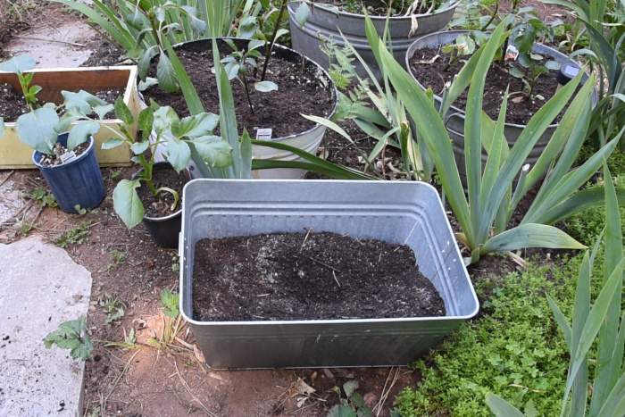 sable ajouté au terreau pour planter des dahlias en pots