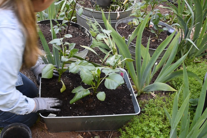 placing 3 dahlias in pot 