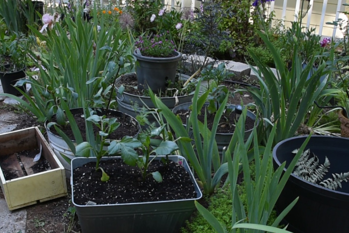 Dahlias plantées en pots et en bacs dans le jardin