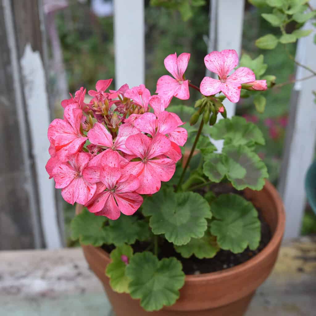 pink perlargonium aka geranium