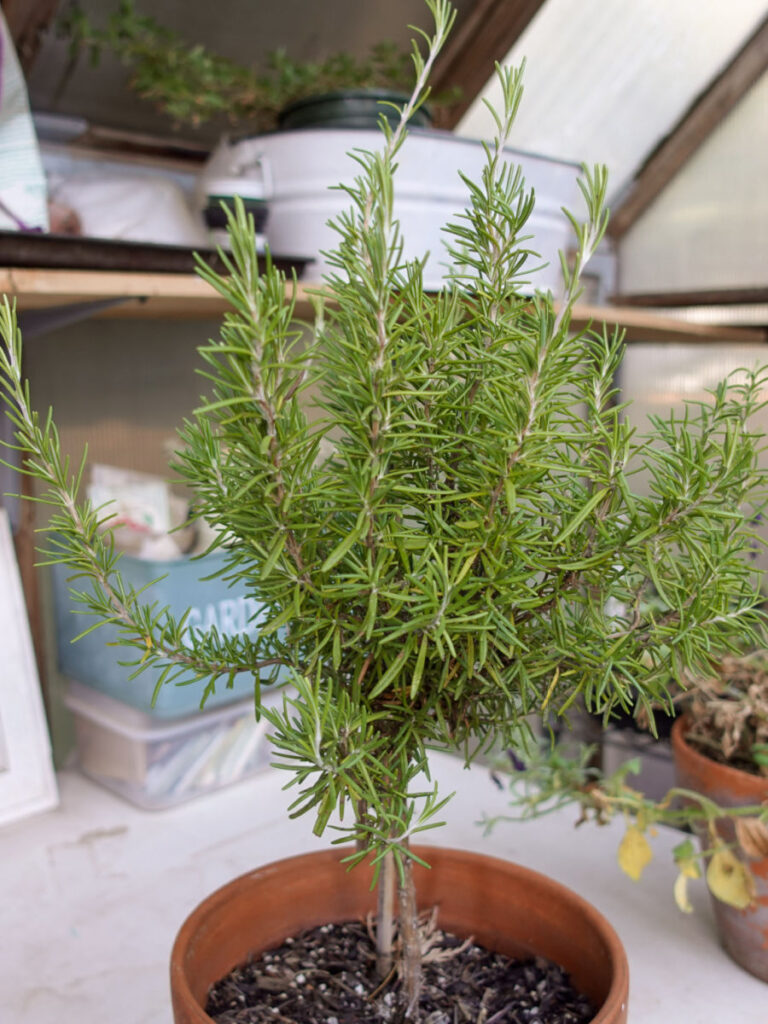 Rosemary plant ready to be pruned