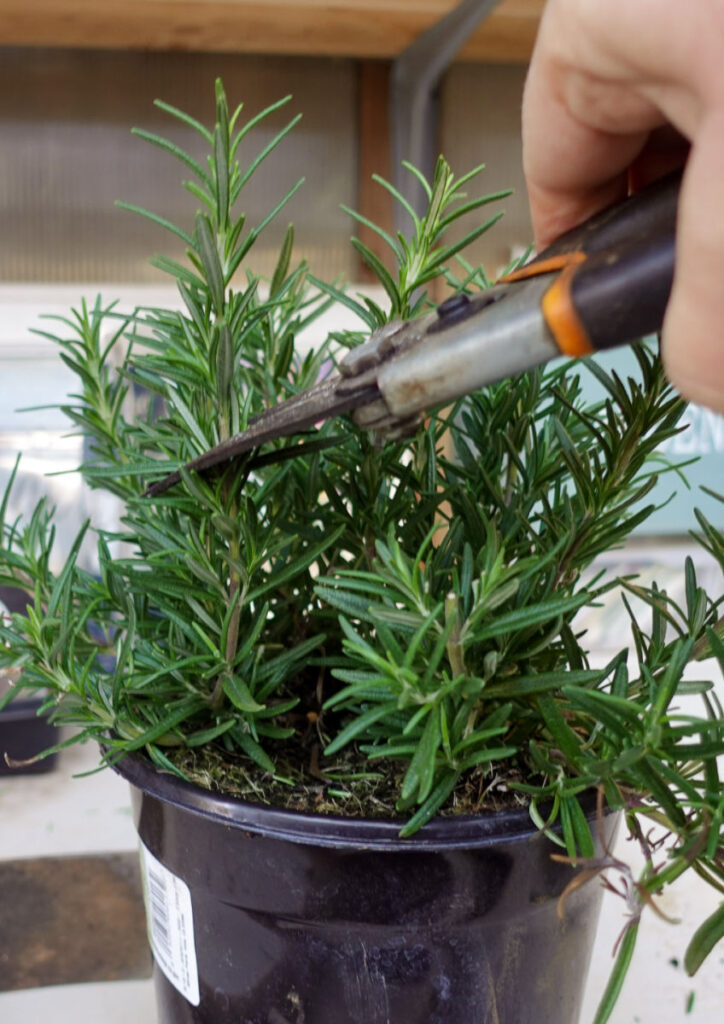 taking cuttings with pruners from a rosemary plant