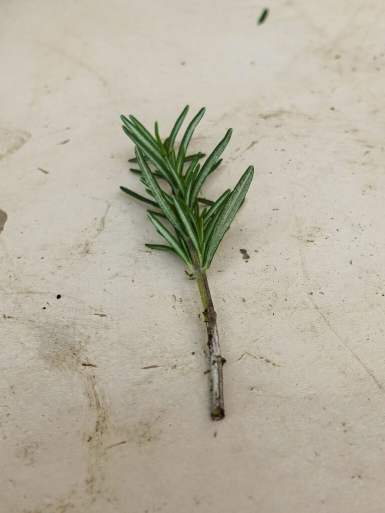 lower leaves stripped from rosemary cutting